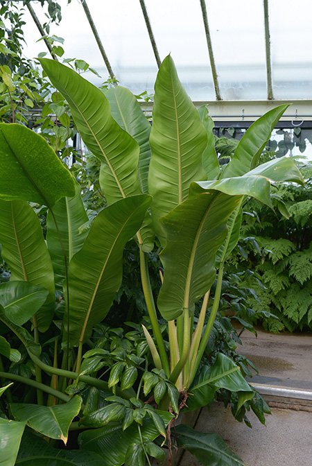 Philodendron auriculatum