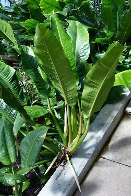 Philodendron auriculatum