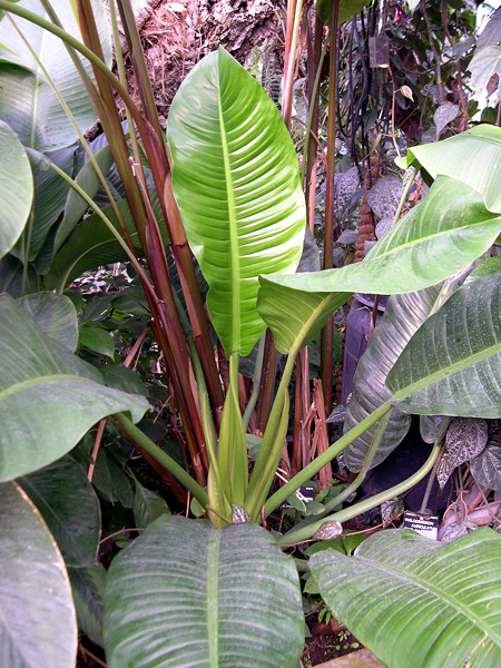 Philodendron auriculatum