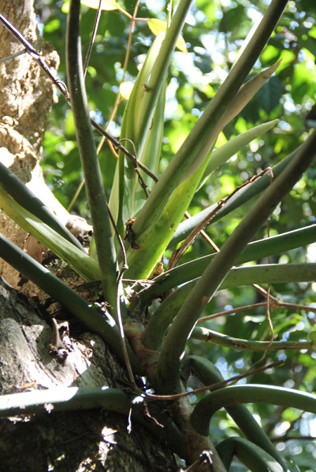 Philodendron auriculatum