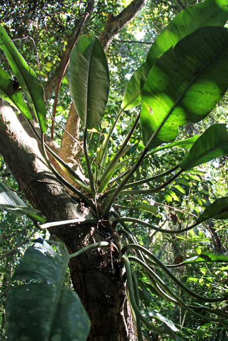 Philodendron auriculatum