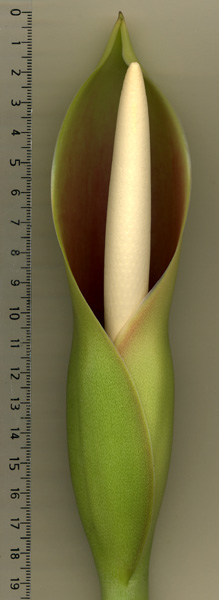 Philodendron auriculatum