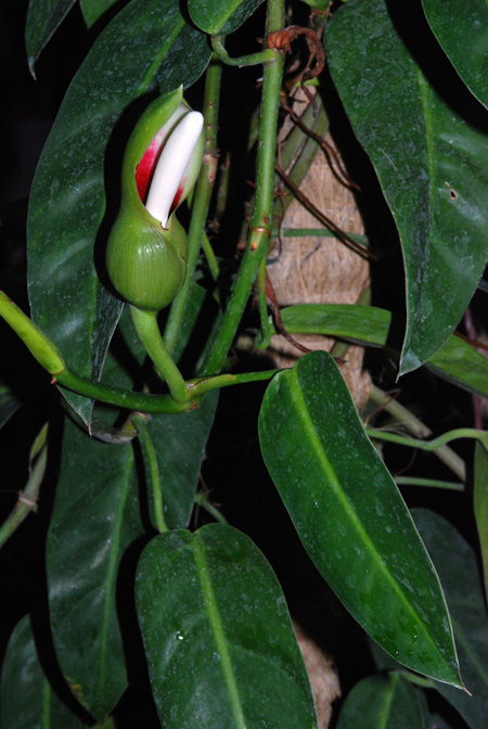 Philodendron bakeri