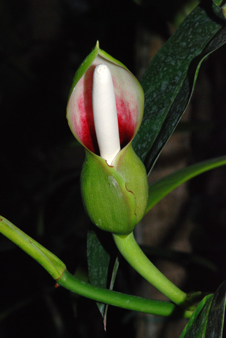 Philodendron bakeri