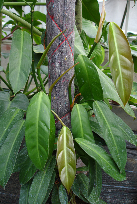 Philodendron bakeri