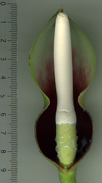Philodendron bakeri
