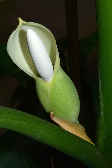 Philodendron barrosoanum