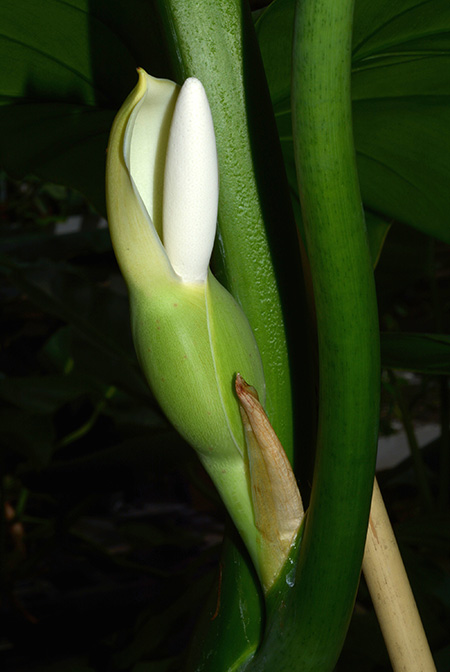 Philodendron barrosoanum
