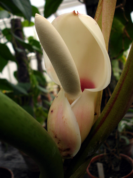 Philodendron barrosoanum