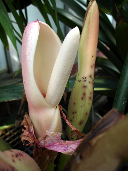 Philodendron barrosoanum