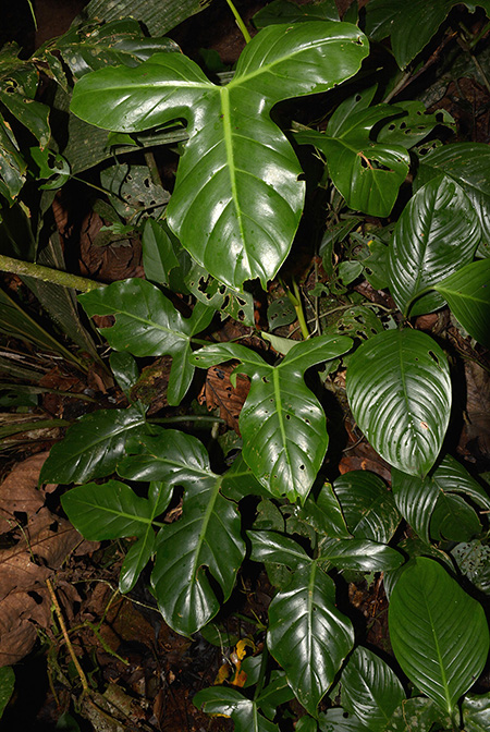 Philodendron barrosoanum