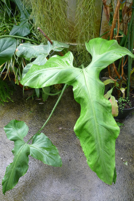 Philodendron barrosoanum