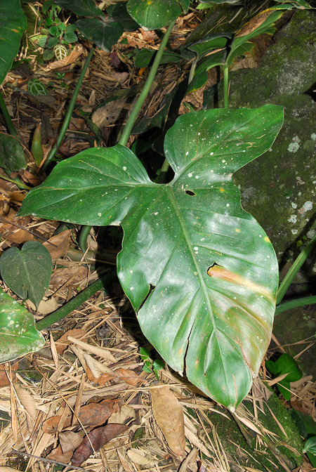 Philodendron barrosoanum