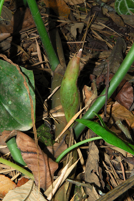Philodendron barrosoanum