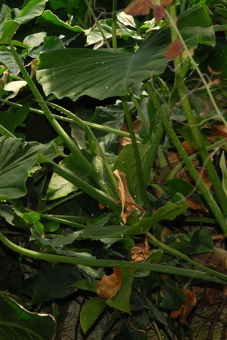 Philodendron basii