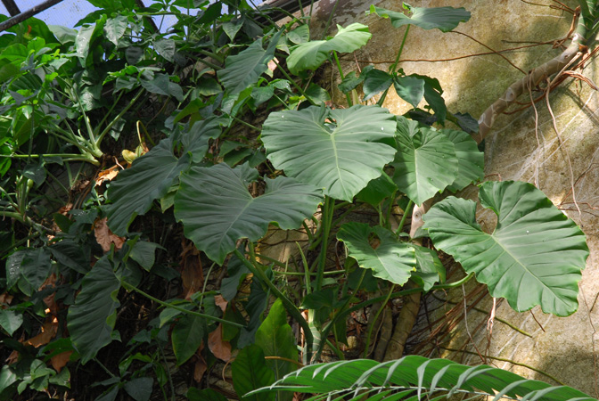 Philodendron basii