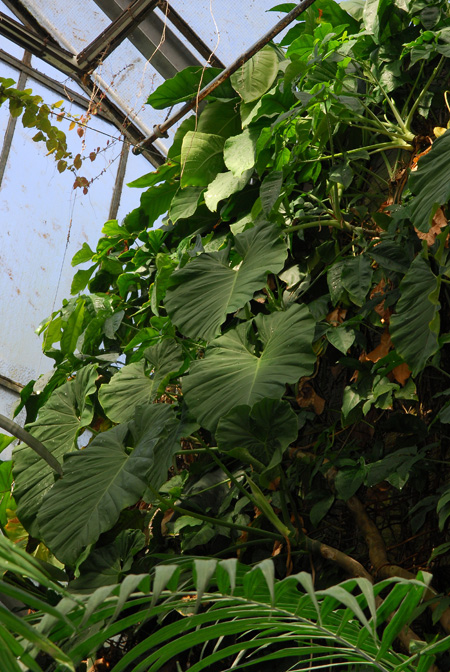 Philodendron basii