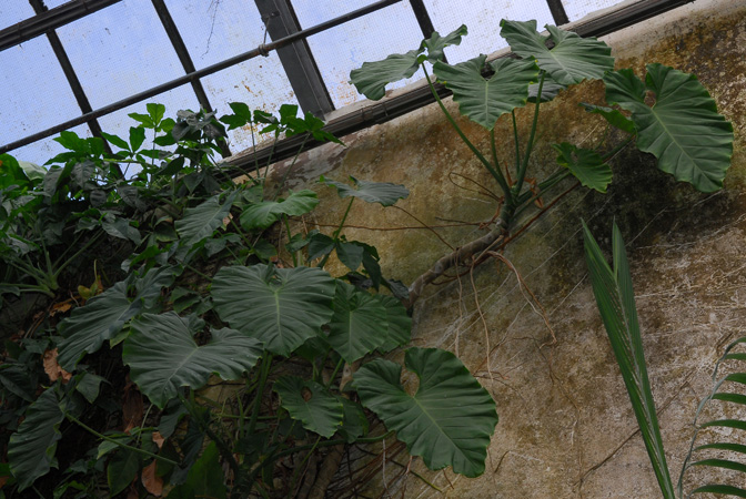 Philodendron basii