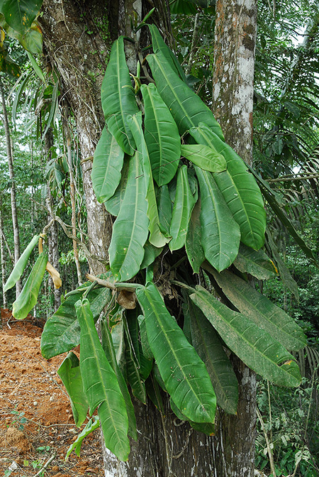 Philodendron baudoense