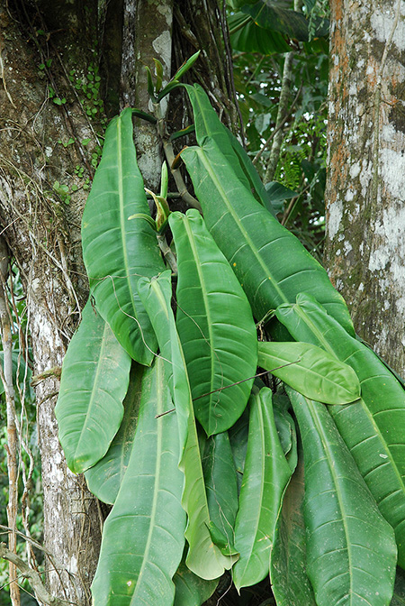Philodendron baudoense