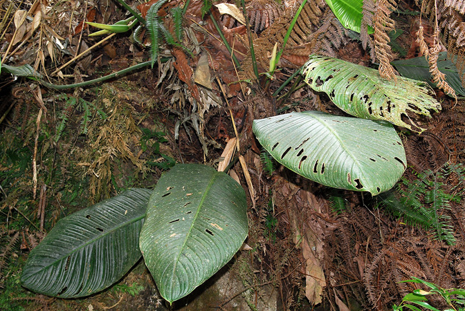 Philodendron bethoweniae