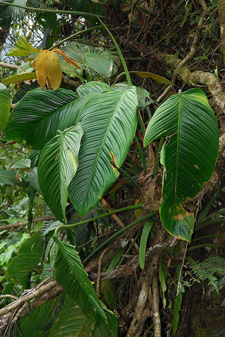 Philodendron bethoweniae