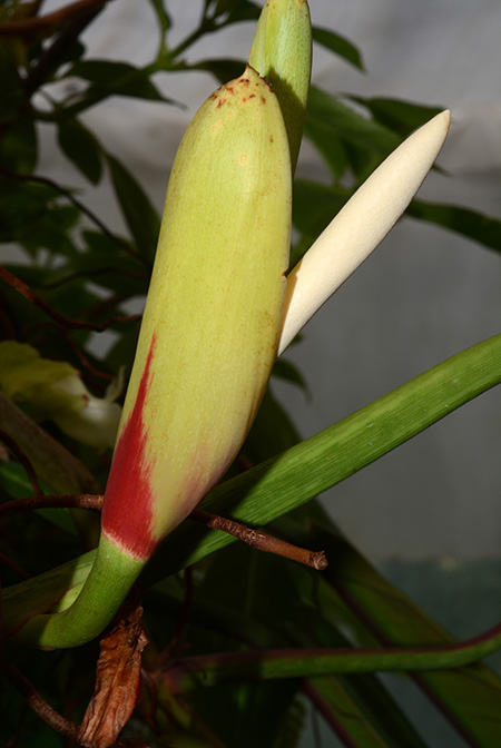Philodendron bicolor