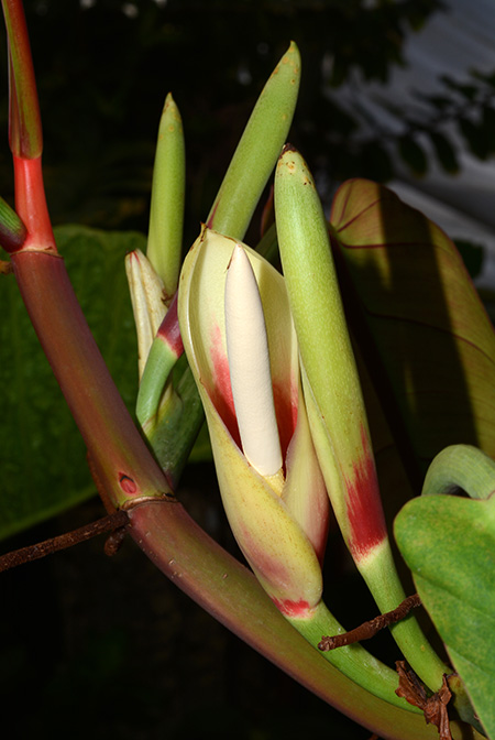 Philodendron bicolor