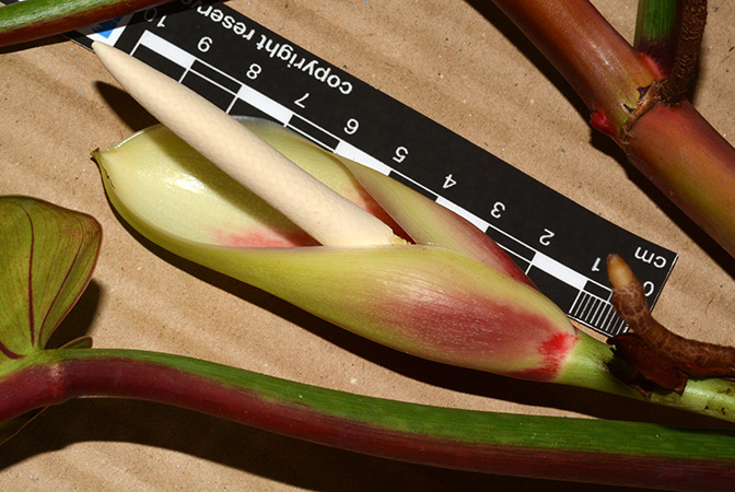 Philodendron bicolor