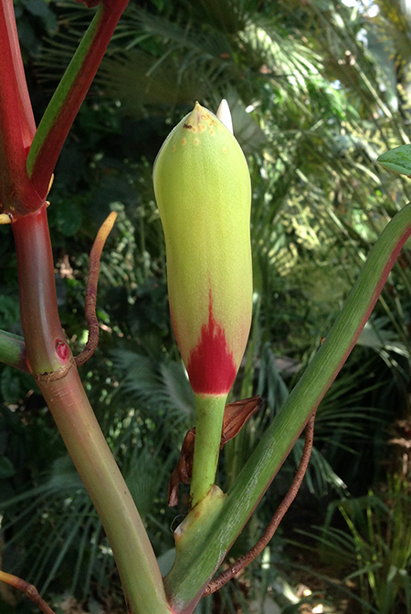 Philodendron bicolor