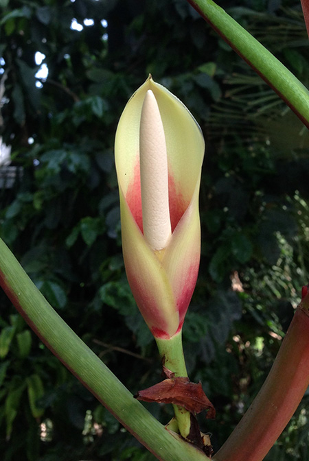 Philodendron bicolor