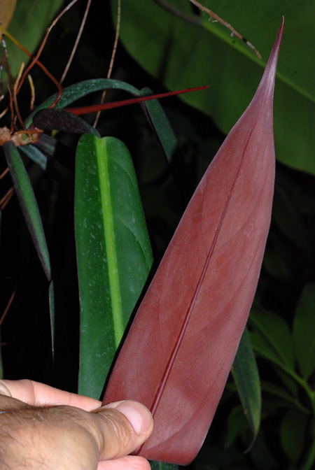 Philodendron bicolor