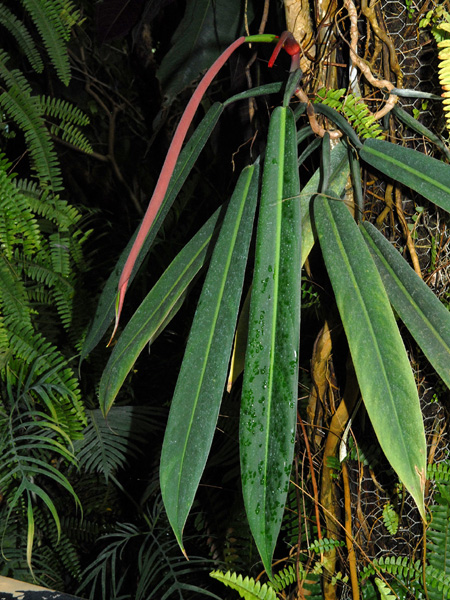 Philodendron bicolor