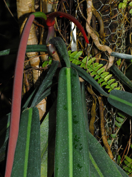 Philodendron bicolor