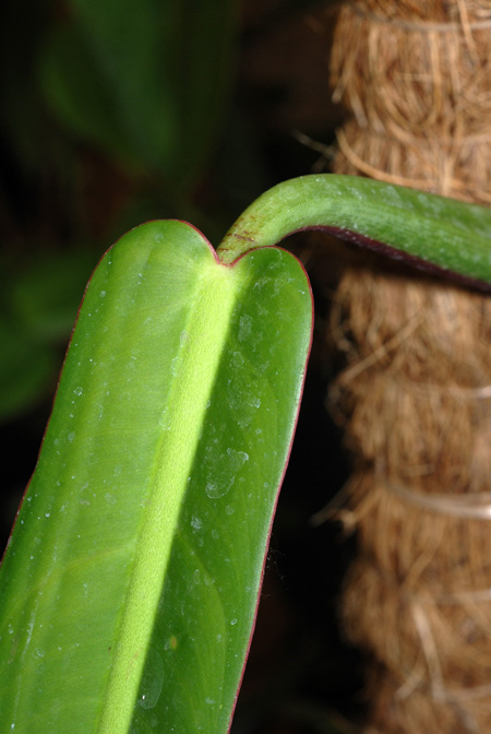 Philodendron bicolor