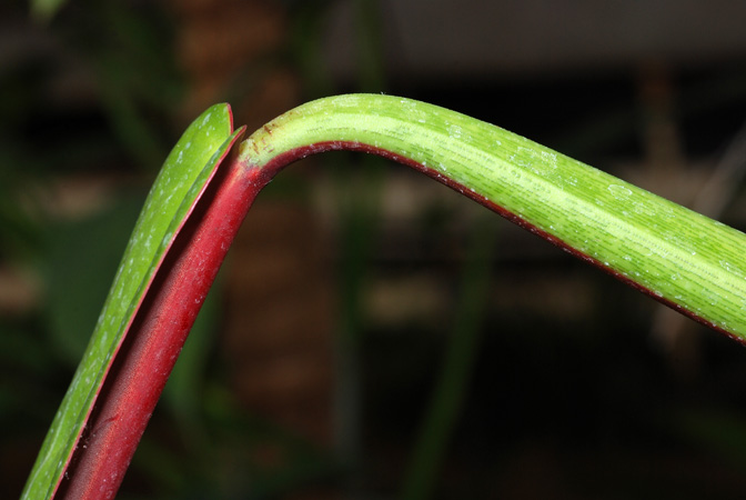 Philodendron bicolor