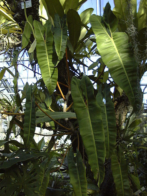 Philodendron billietiae