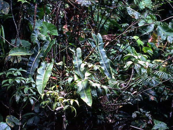 Philodendron billietiae