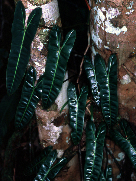 Philodendron billietiae