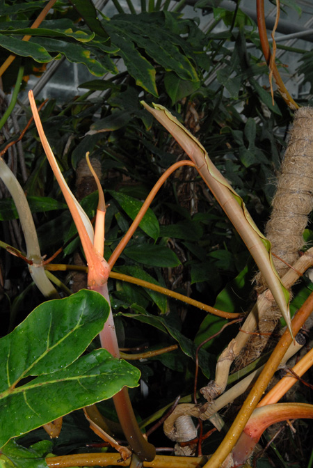 Philodendron billietiae