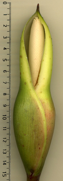 Philodendron billietiae