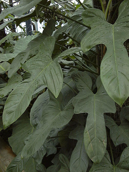 Philodendron bipennifolium