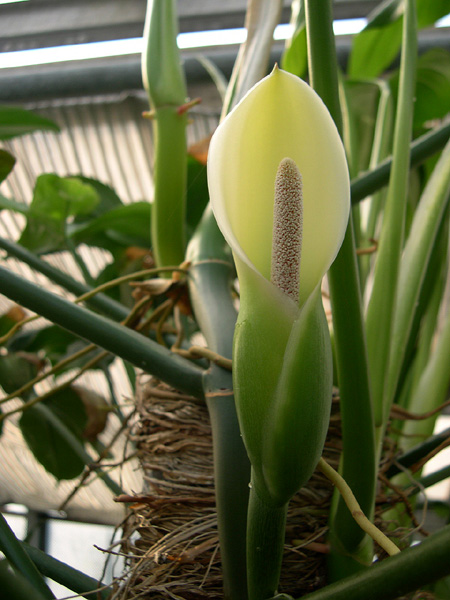 Philodendron bipennifolium