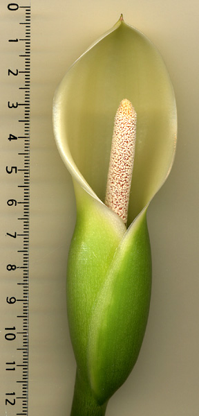 Philodendron bipennifolium