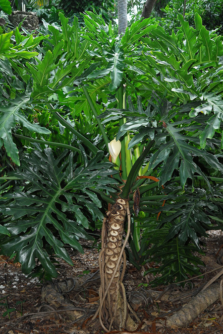 Philodendron bipinnatifidum