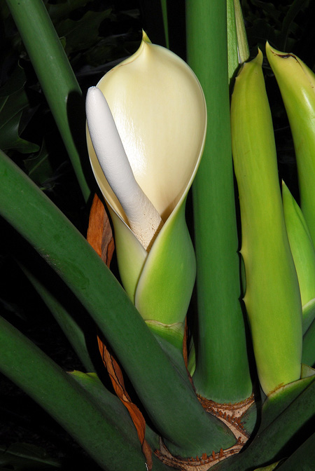 Philodendron bipinnatifidum