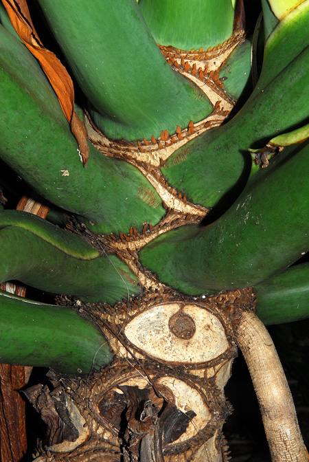Philodendron bipinnatifidum
