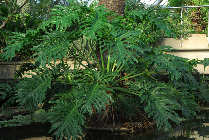 Philodendron bipinnatifidum