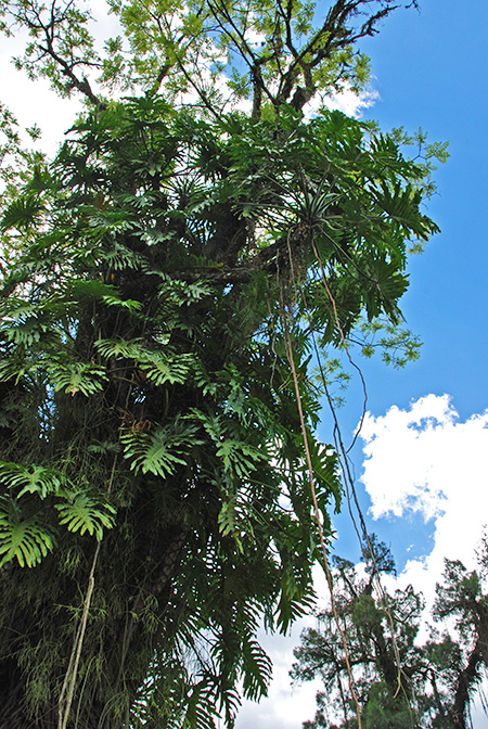 Philodendron bipinnatifidum