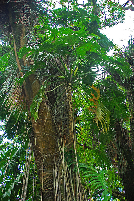 Philodendron bipinnatifidum